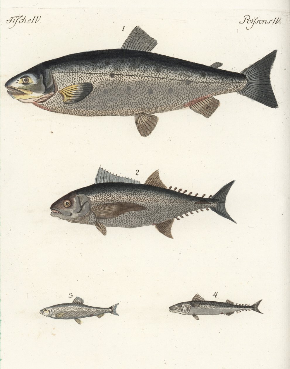 Atlantische zalm, Salmo salar 1, tonijn, Thunnus soorten 2, Atlantische haring, Clupea harengus 3, en Atlantische makreel, Scomber scombrus 4. Handgekleurde kopergravure uit Friedrich Johann Bertuch