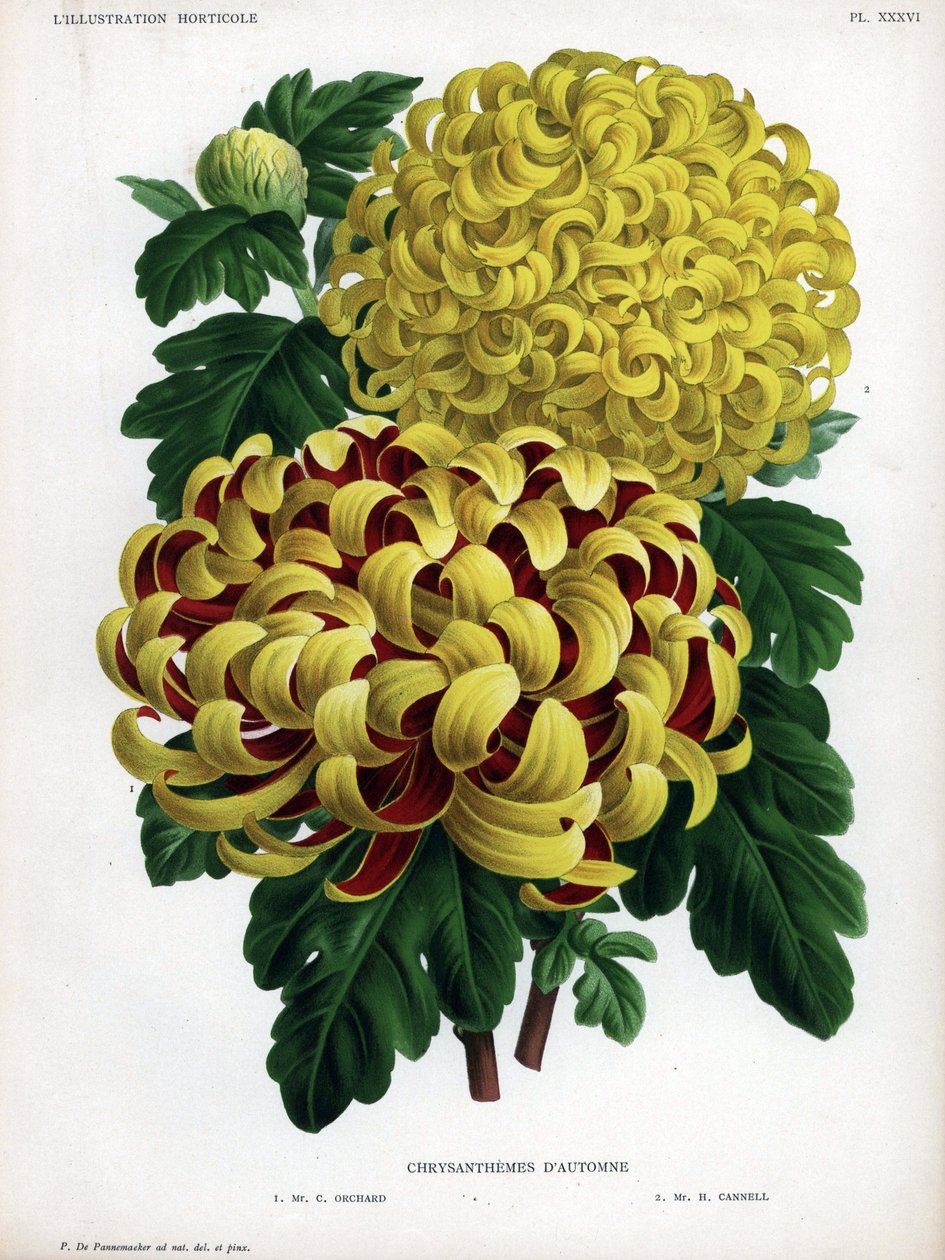 Herfstchrysanten hybriden: M. C. Orchard heeft grote gele bloem en karmozijnrood en M. H.Cannell heeft grote gele bloem door Unbekannter Künstler