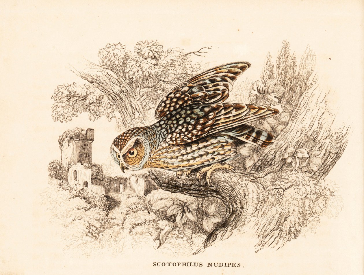 Naaktpootuil, Margarobyas lawrencii (Naaktvoetnachtuil, Scotophilus nudipes). Handgekleurde staalgravure uit Georg Friedrich Treitschke