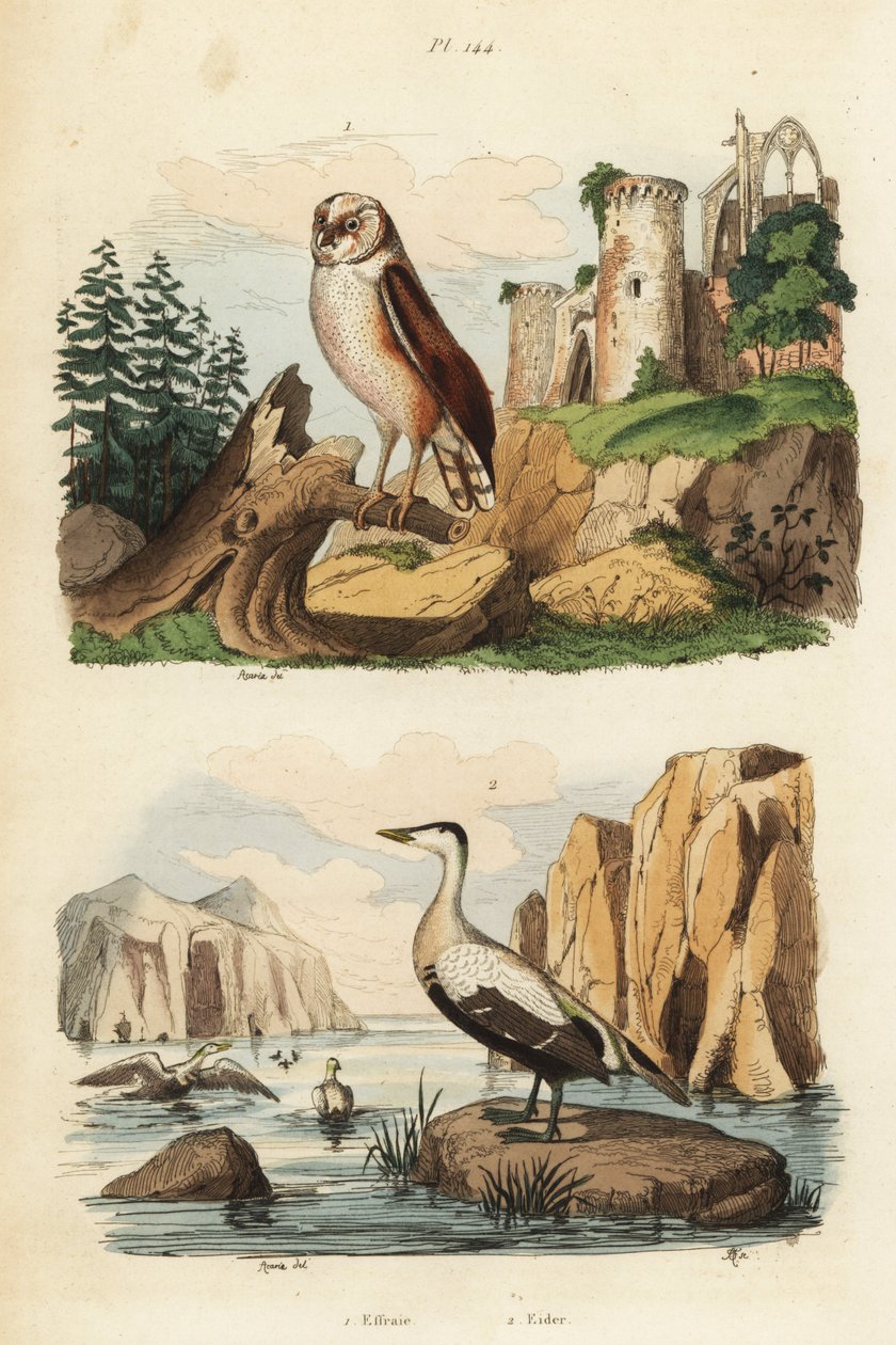 Kerkuil, Tyto alba, en eidereend, Somateria mollissima door Unbekannt