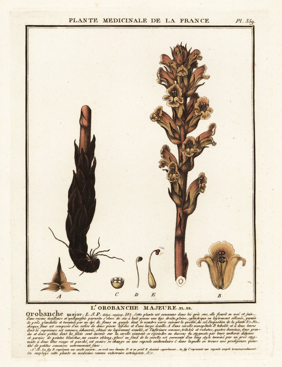 Kleverige Bremraap; Orobanche caryophyllacea door Unbekannter Künstler