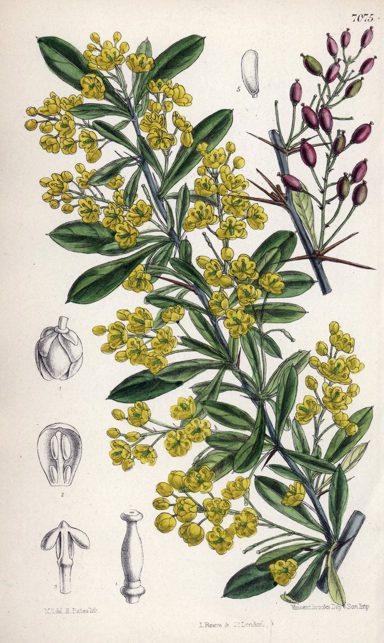 Berberis lycium, berberisstruik met gele bloemen uit de westelijke Himalaya. Tekening door Matilda Smith (1854-1926), Lithografie door E. Bates in Curtis Botanical Magazine, door Joseph Dalton Hooker, gepubliceerd in Londen, Engeland, door L. Reeve en Co door Unbekannter Künstler