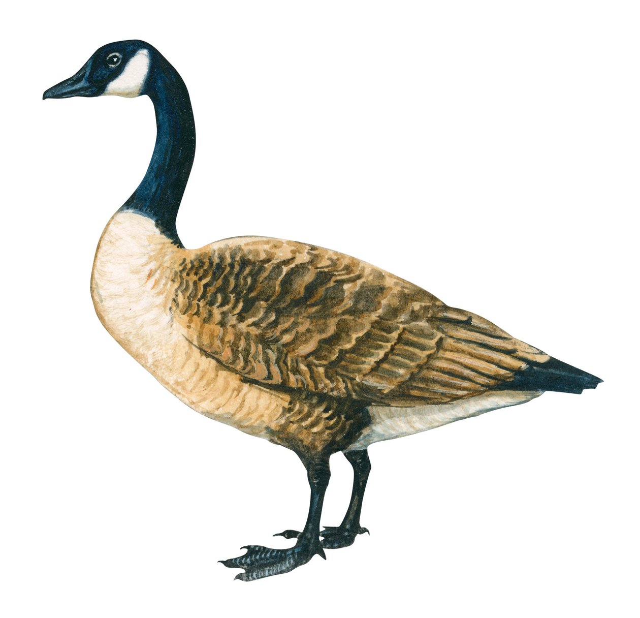 Canadese gans (Branta canadensis) door Unbekannter Künstler