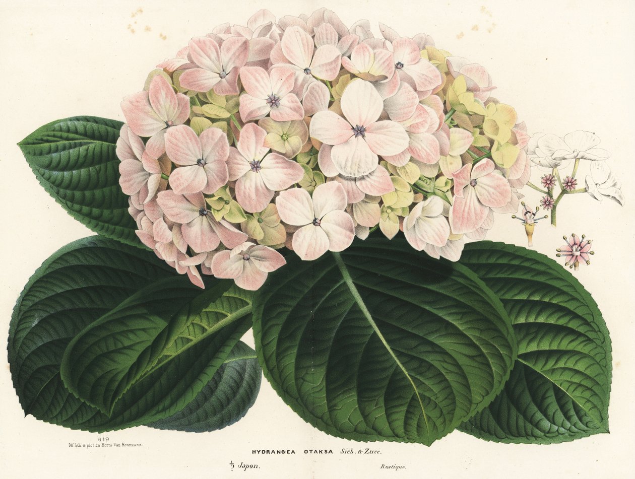 Grootbladige hortensia, Hydrangea macrophylla (Hydrangea otaksa). Handgekleurde lithografie uit Louis van Houtte en Charles Lemaire