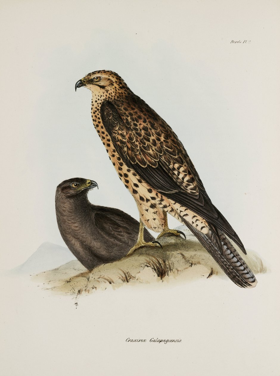 Roofvogels, Galapagos Eilanden, ca. 1832-1836 door Unbekannt