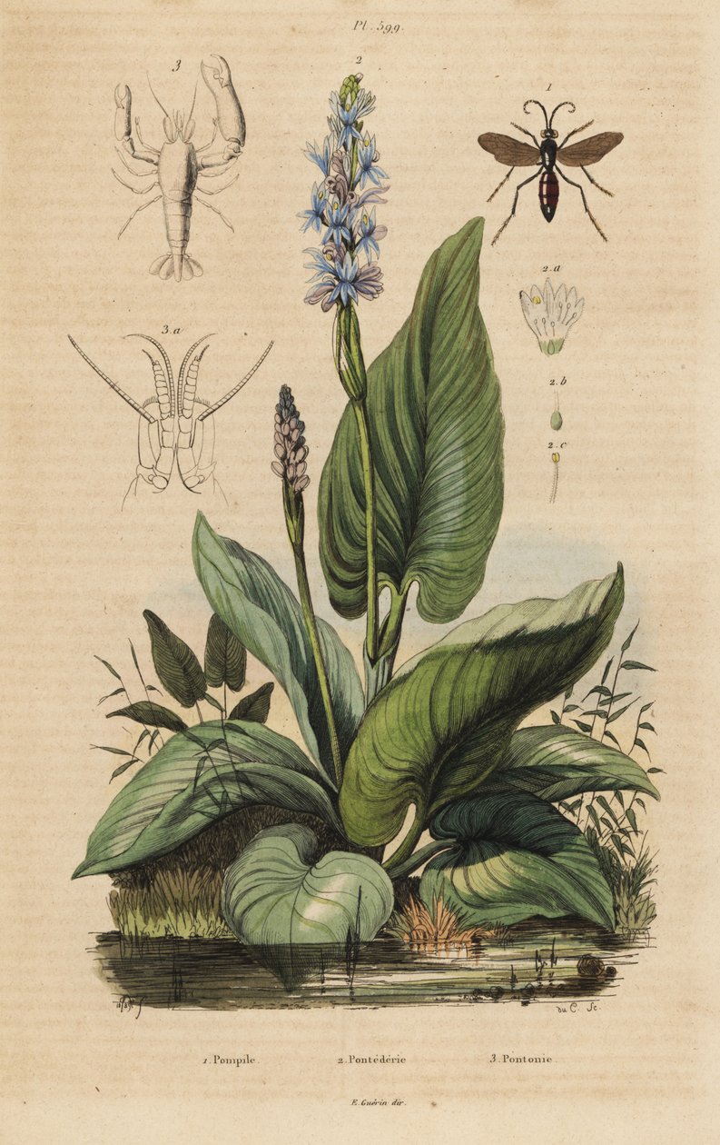 Zwartbandige spinnenwesp, Anoplius viaticus 1, snoekkruid, Pontederia cordata 2, en wachtergarnaal, Anchistus custos 3 door Unbekannt