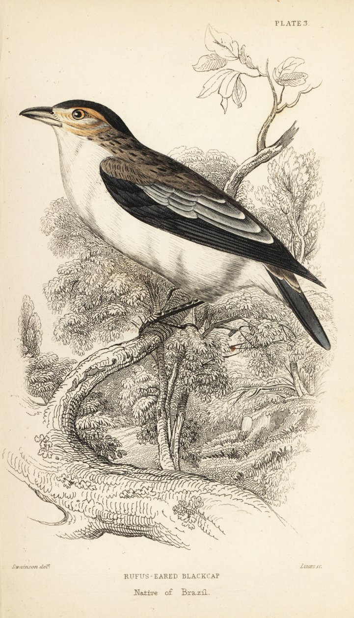 Zwartgekroonde tityra. Handgekleurde staalgravure door William Lizars naar een illustratie van William Swainson uit Sir William Jardine