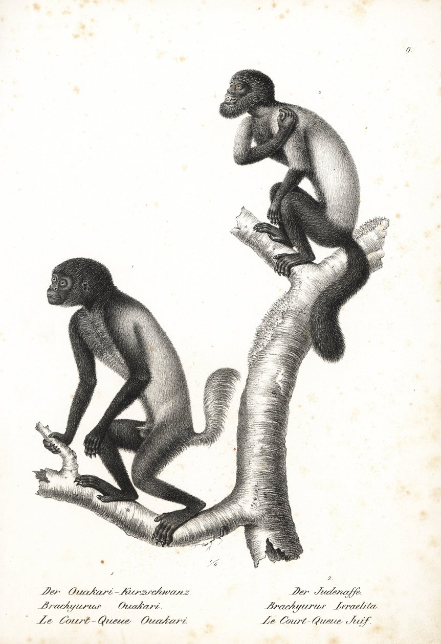 Zwartkop uakari, Cacajao melanocephalus ouakary (Brachyurus ouakari) en bruinrug baardsaki, Chiropotes israelita (Brachyurus israelita). Lithografie door Karl Joseph Brodtmann uit Heinrich Rudolf Schinz