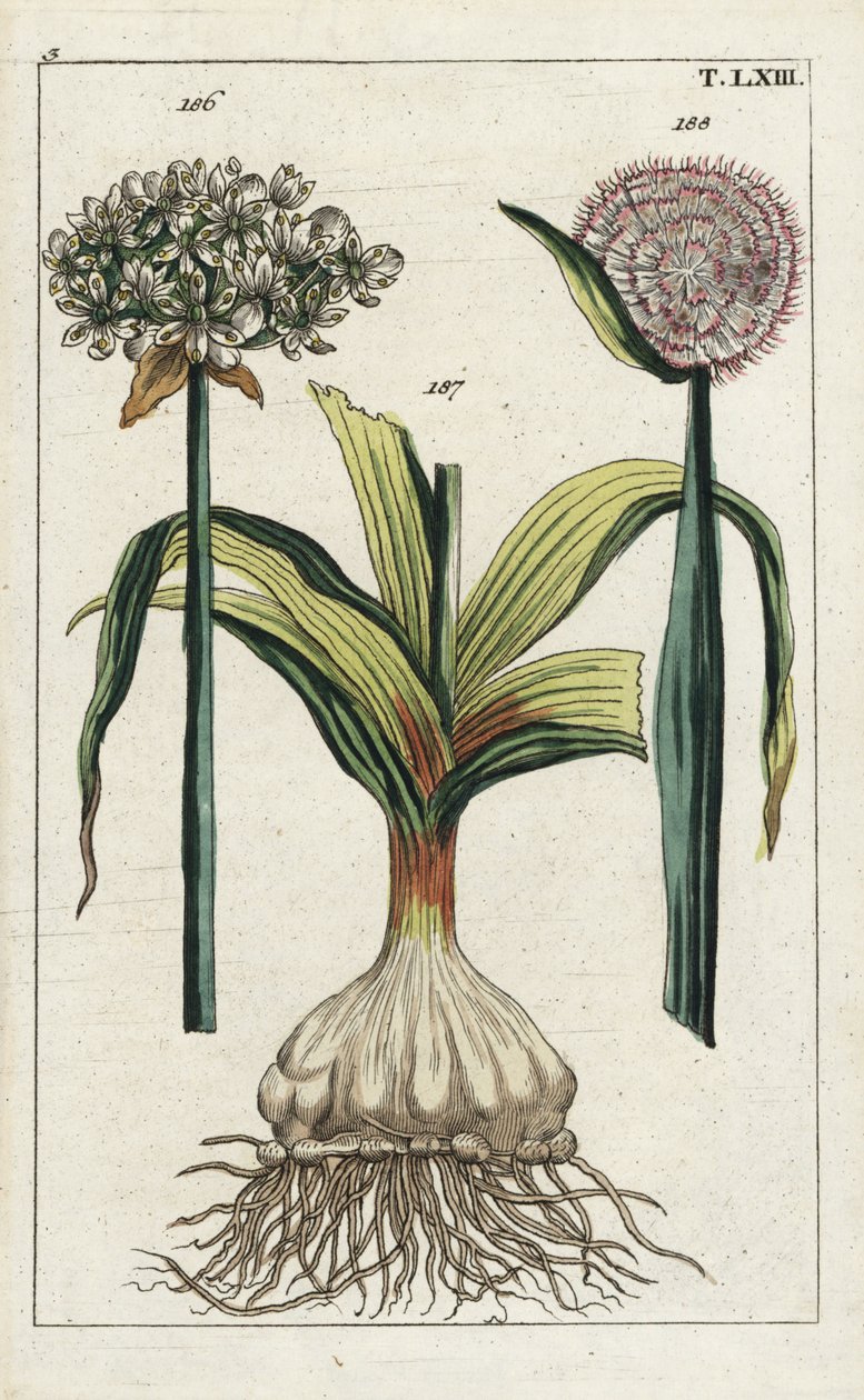 Zwarte knoflook (zwarte knoflook), Allium nigrum 186, en ui, Allium cepa, bol 187 en bloem 188. Handgekleurde kopergravure van een botanische illustratie uit G. T. Wilhelm