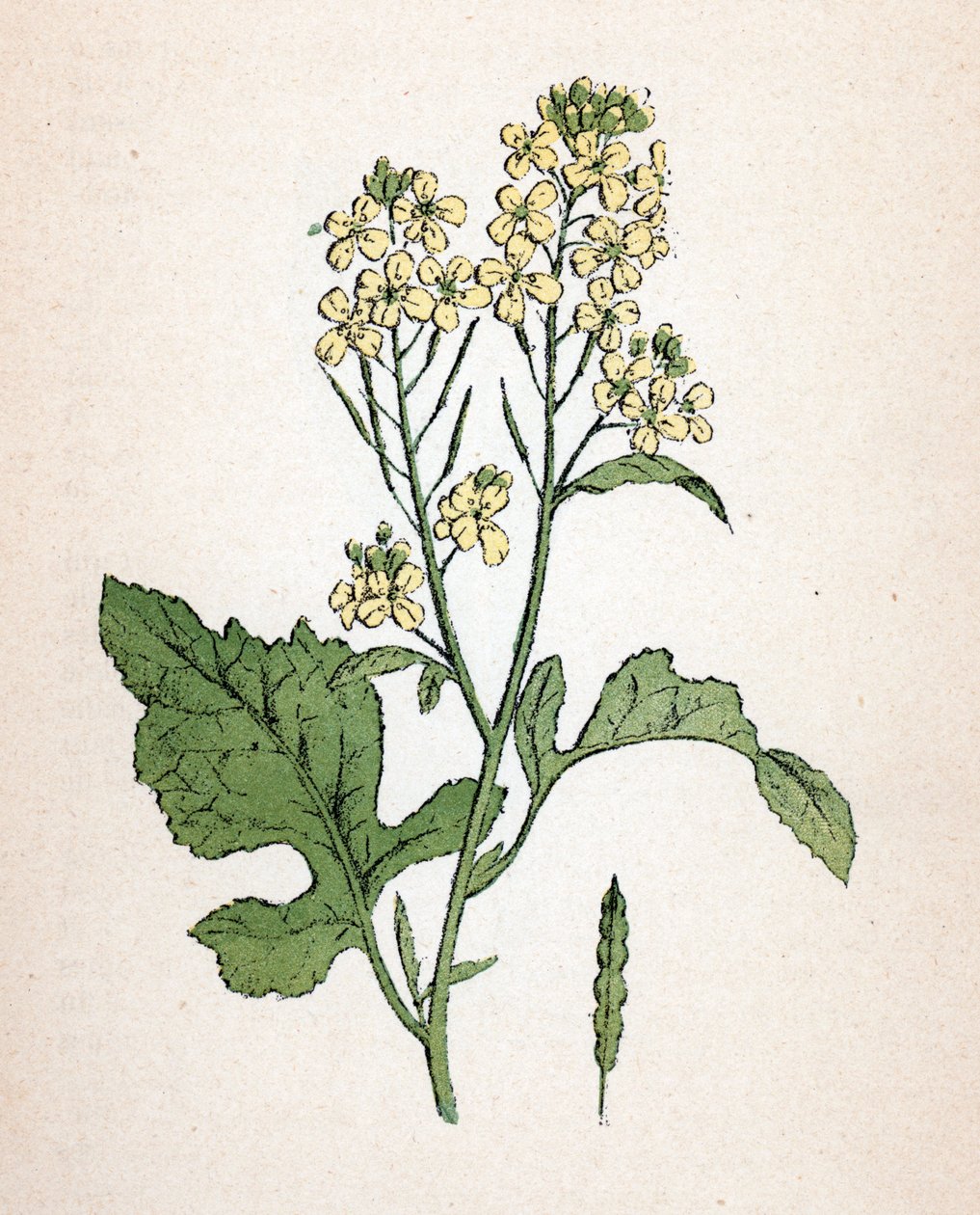 Zwarte mosterd (seneve noir) (Brassica nigra) Botanische plaat uit Atlas colorie des plantes medicinales door Paul Hariot door Unbekannter Künstler