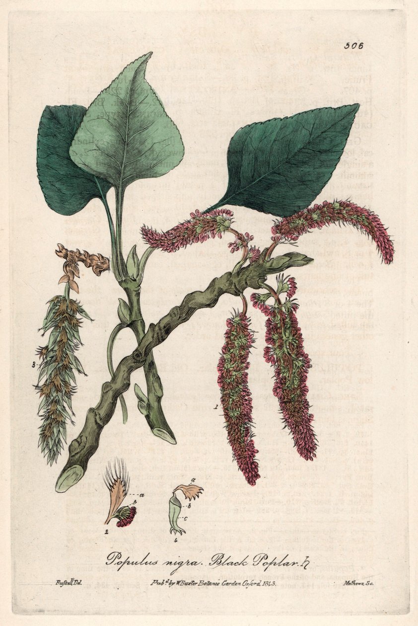 Zwarte of frank populier, liard of piboule (Populus nigra) - Botanische plaat door Isaac Russell, gegraveerd door Charles Matthews, uit English Botanical Phenomenes door William Baxter (1788-1871) door Unbekannter Künstler