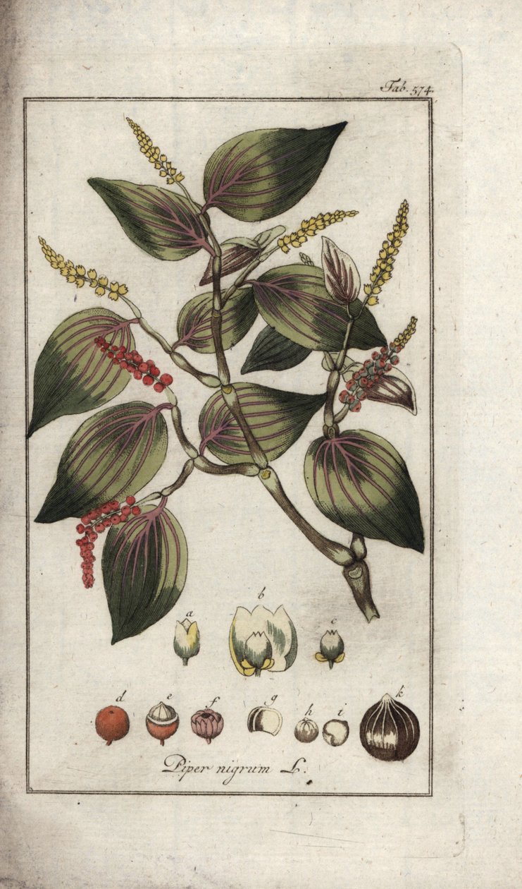 Zwarte peper (Piper nigrum). Lithografie uit “Afbeelding der Artseny-Gewassen” door Johannes Zorn (1739-1799), Nederland door Unbekannter Künstler