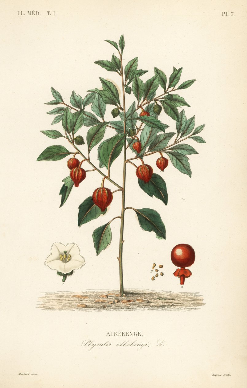 Lampionplant, Physalis alkekengi, Alkekenge door Unbekannt