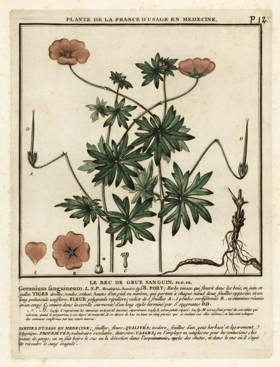 Bloedooievaarsbek, Geranium sanguineum door Unbekannter Künstler