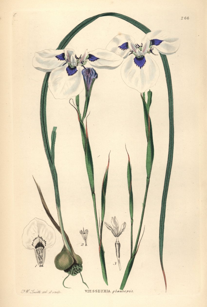 Blauwooguintjie of Blouooguintjie, Moraea aristata (Ocellate viesseuxia, Vieusseuxia glaucopis). Handgekleurde kopergravure getekend en gegraveerd door Frederick W. Smith uit John Lindley en Robert Sweet
