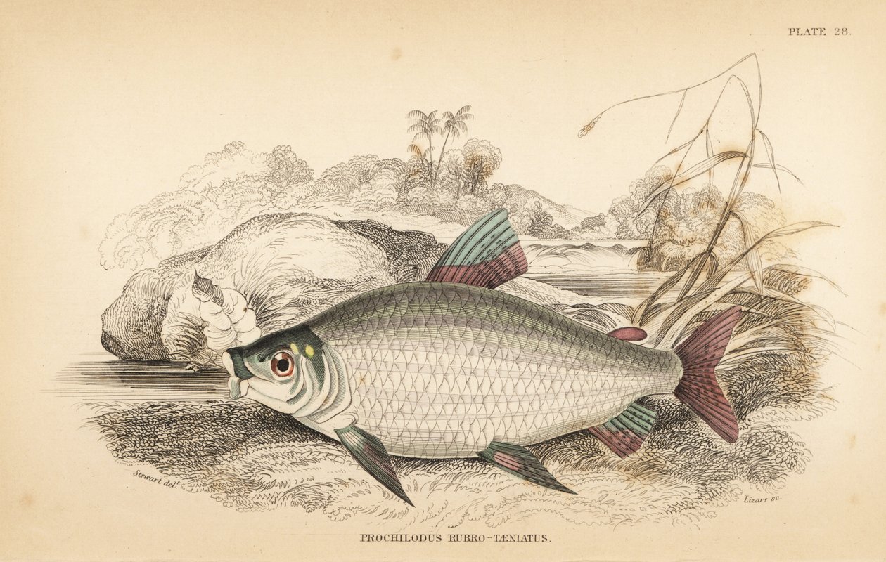 Bocachico of koulimata, Prochilodus rubrotaeniatus (Lichtroodgestreepte zalmkarper, Prochilodus rubro-taeniatus) - Robert Schomburg