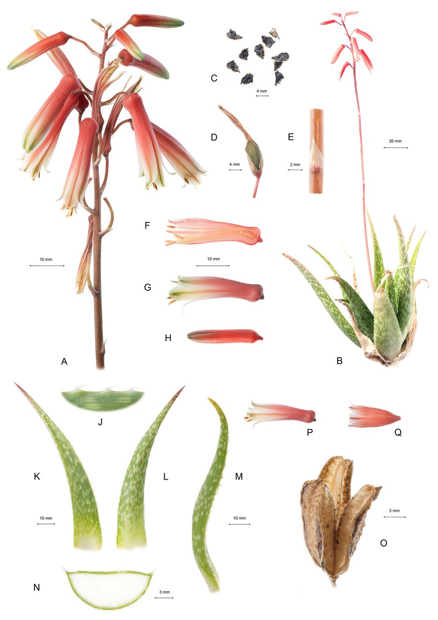Botanische plaat/Aloë/Aloë door Unbekannt