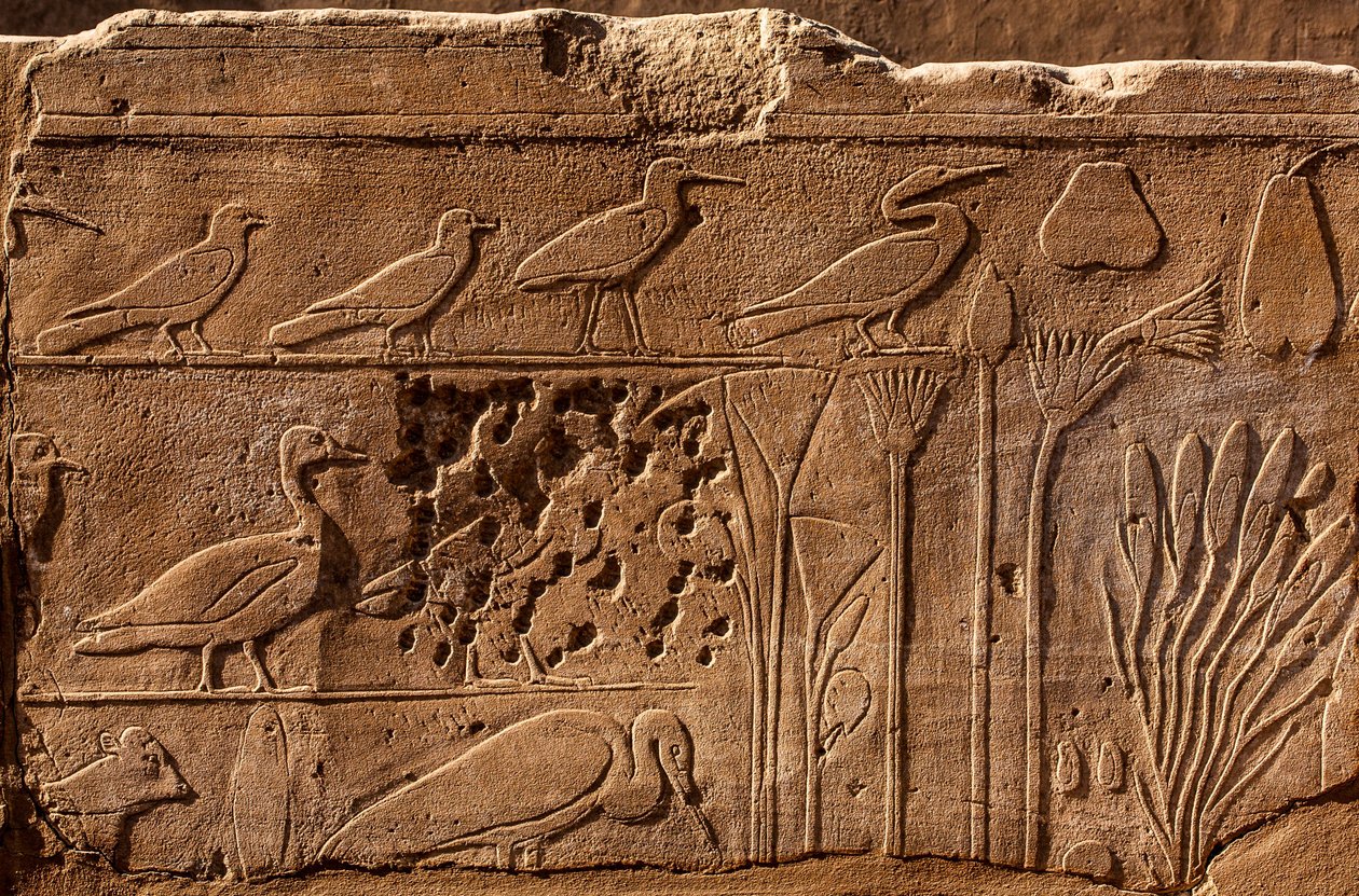 Botanische tuin van Thutmosis III met reliëfafbeeldingen van planten en dieren, Karnaktempel, Luxor, Thebe, Egypte, Afrika door Unbekannter Künstler