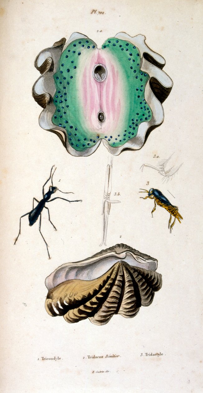 Botanische en zoölogische illustratie door F. E. Guérin door Unbekannter Künstler