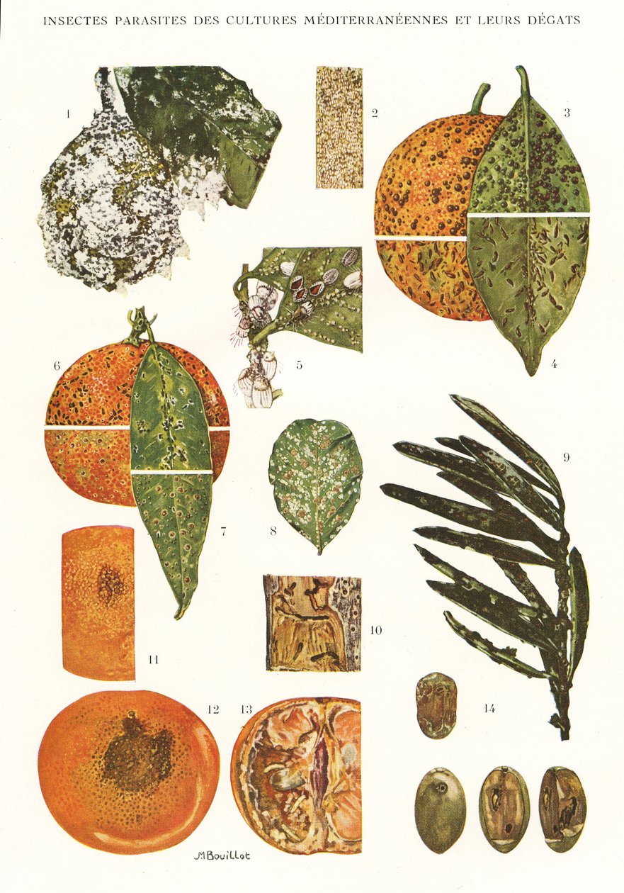 Botanische plaat/Plagen van mediterrane gewassen door Unbekannt