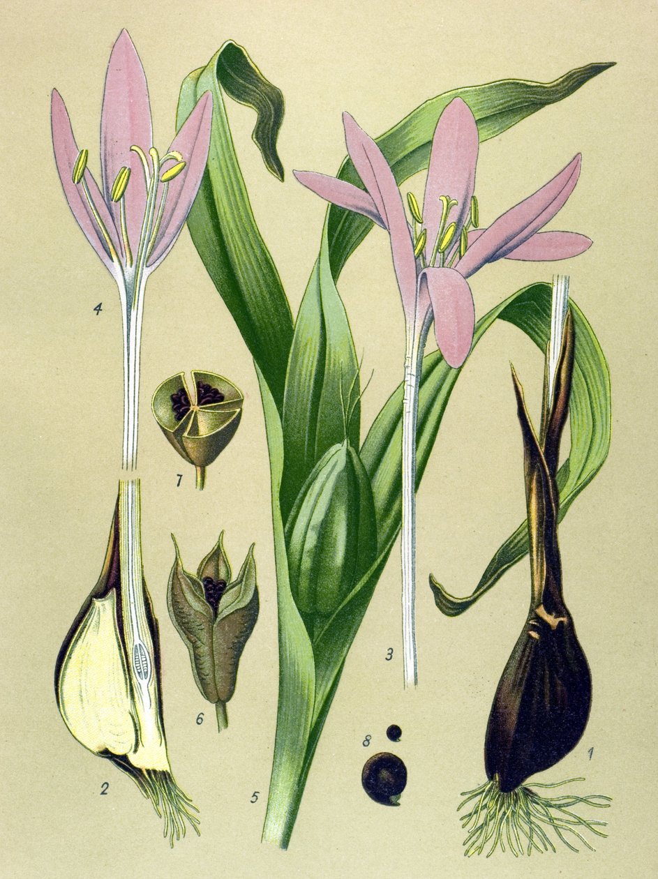 Botanische plaat, giftige en medicinale plant: herfsttijloos (Colchicum autumnale) door Unbekannter Künstler