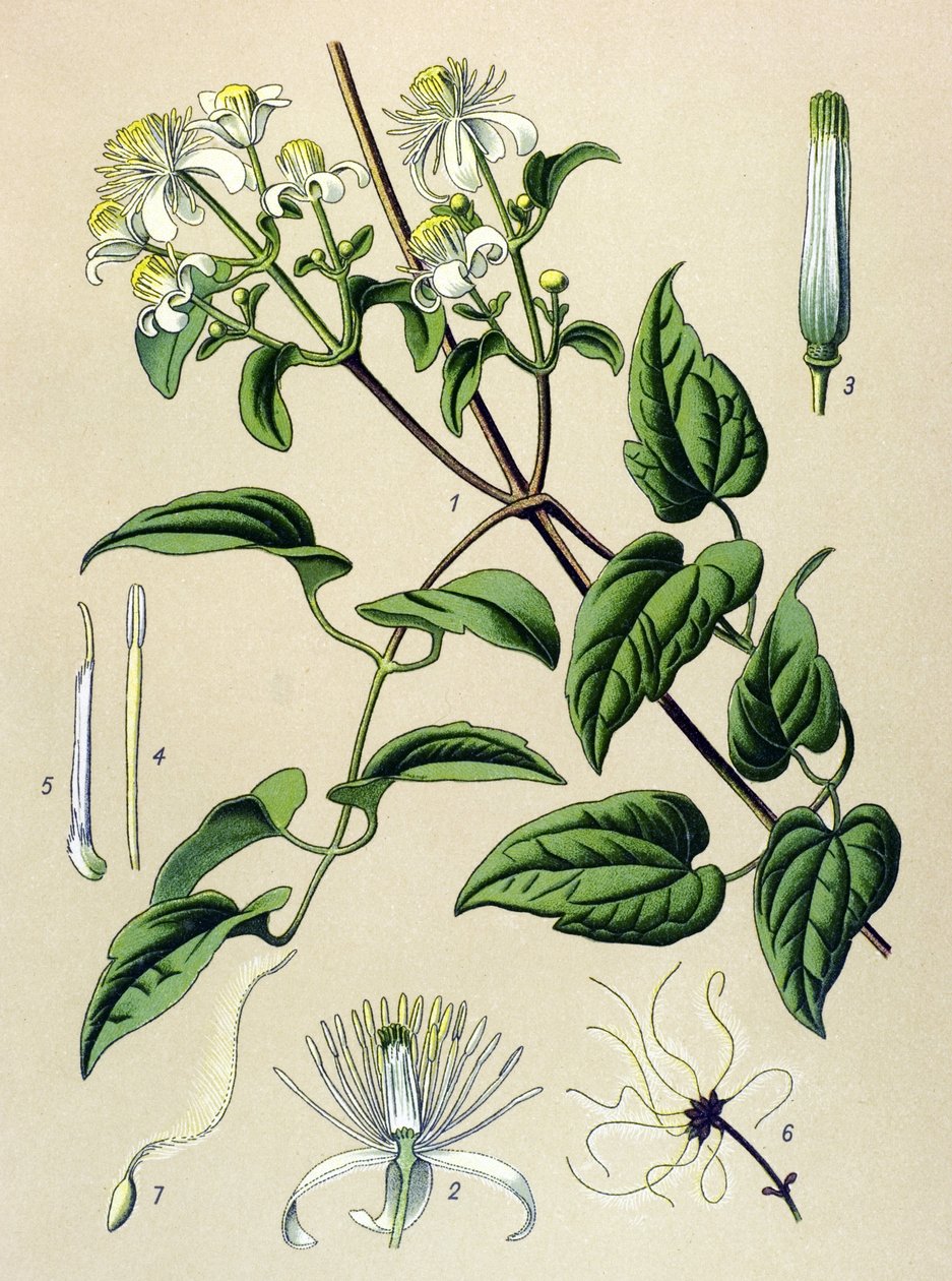 Botanische plaat, giftige en medicinale plant: heg clematitis (Clematis vitalba) door Unbekannter Künstler