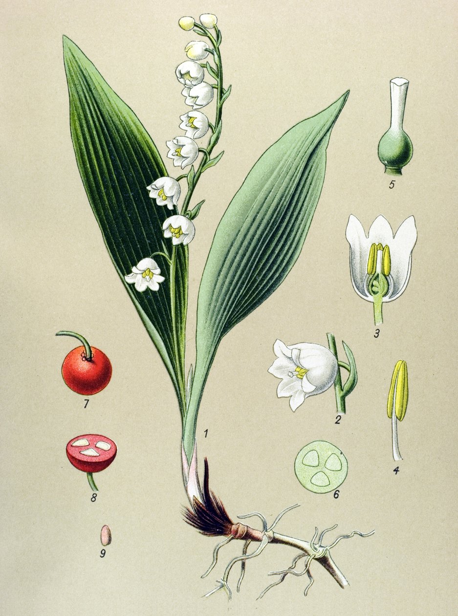 Botanische plaat, giftige en medicinale plant: lelietje-van-dalen (Convallaria majalis) door Unbekannter Künstler
