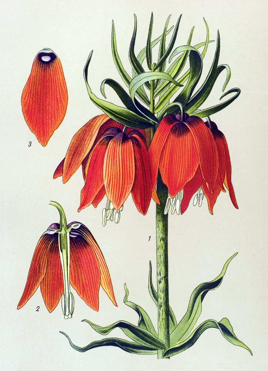 Botanische plaat, giftige plant: keizerskroon (Fritillaria imperialis) door Unbekannter Künstler