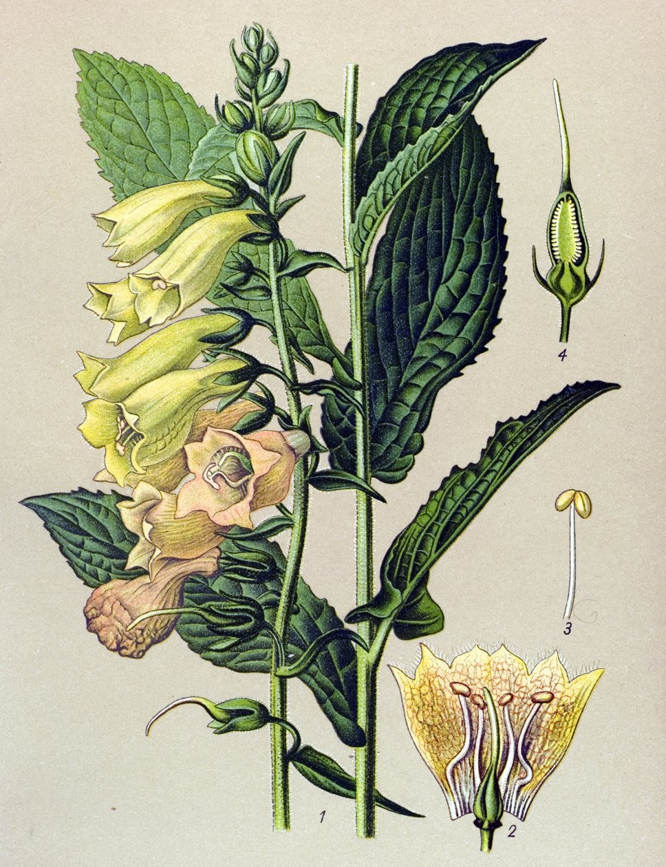 Botanisch bord, plant: Grootbloemige vingerhoedskruid (Digitalis grandiflora) door Unbekannter Künstler
