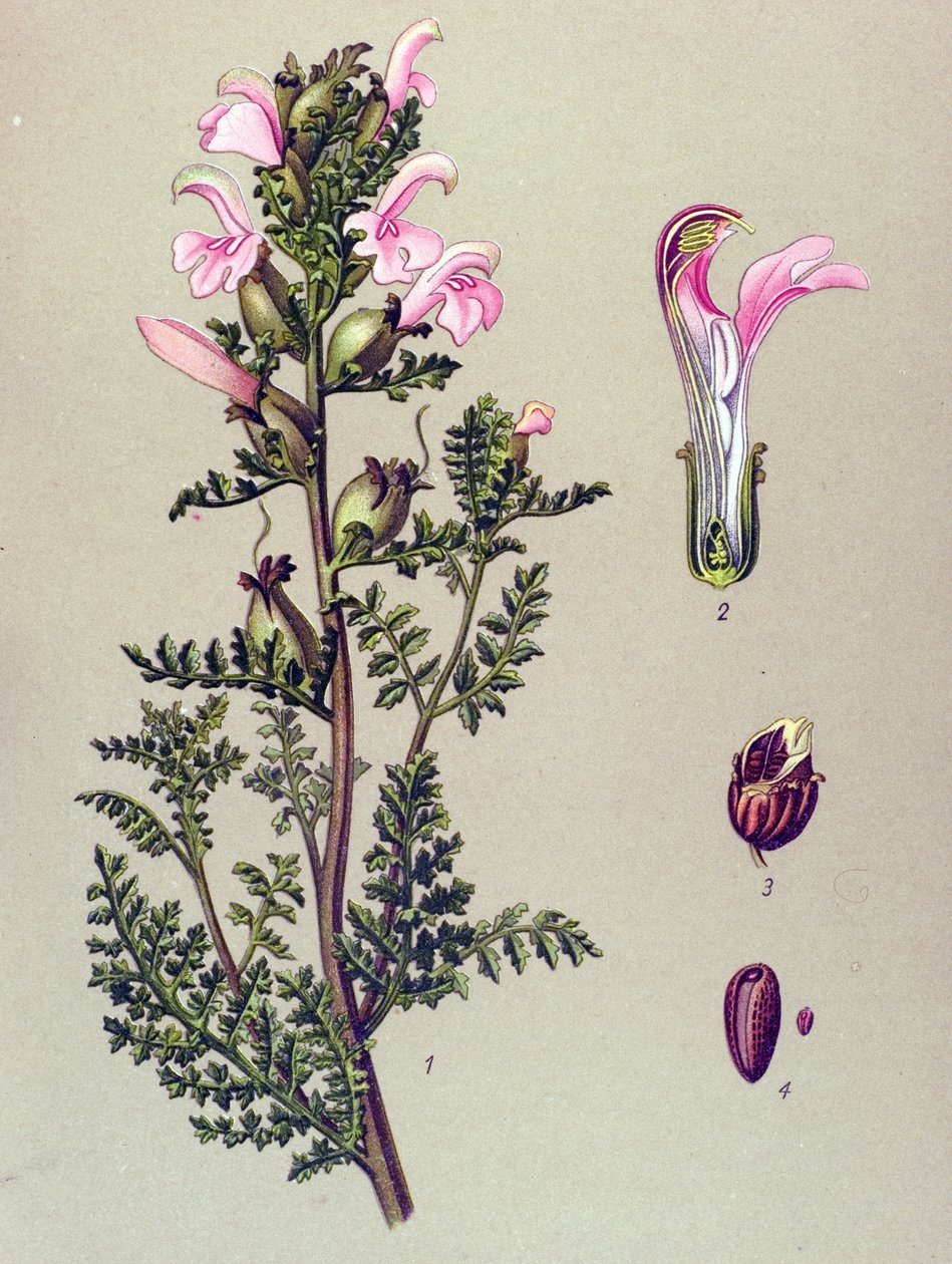 Botanische plaat, plant: moerashelmkruid (Pedicularis palustris) door Unbekannter Künstler