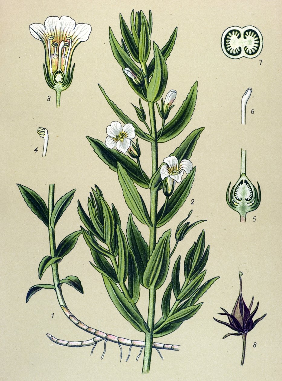Botanische plaat, plant: gratiola officinalis (Gratiola officinalis) door Unbekannter Künstler