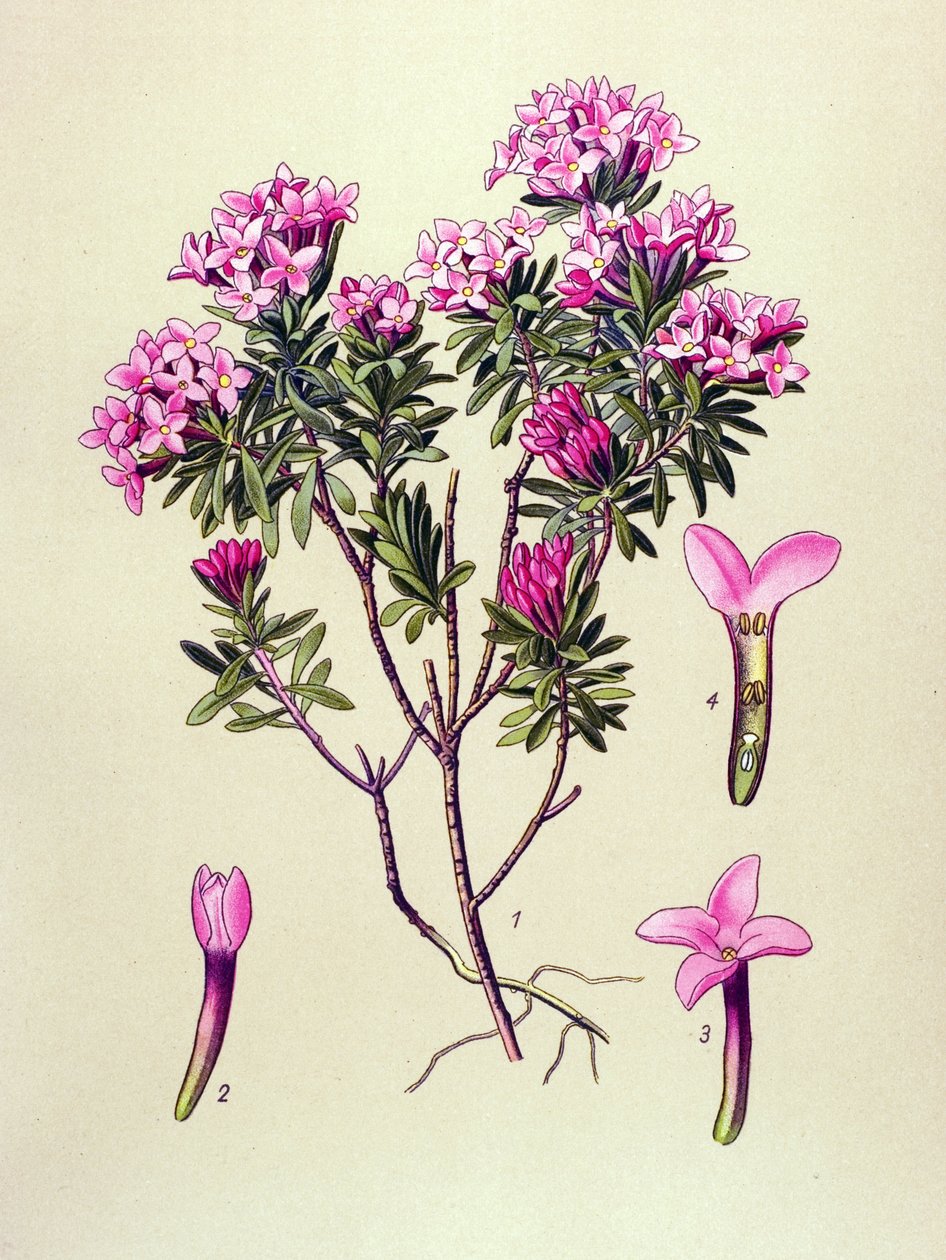Botanische plaat, giftige plant: alpenroos (Daphne cneorum) door Unbekannter Künstler
