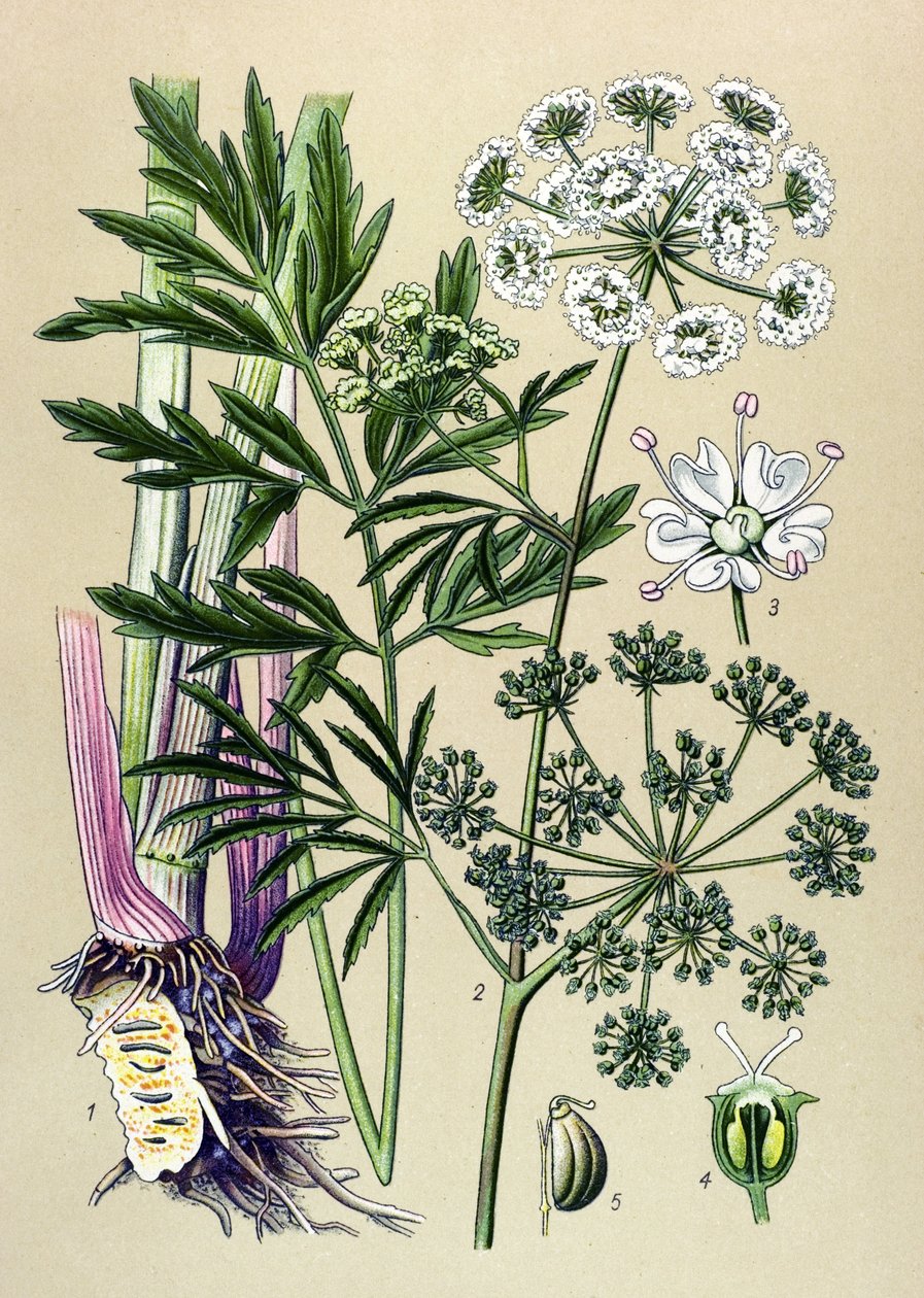 Botanische plaat, giftige en medicinale plant: waterscheerling (Cicuta virosa) door Unbekannter Künstler