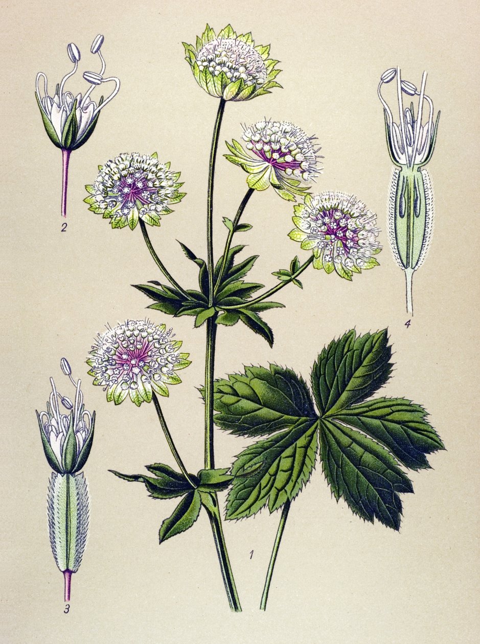 Botanische plaat, giftige en medicinale plant: grote sterrenscherm (Astrantia major) door Unbekannter Künstler