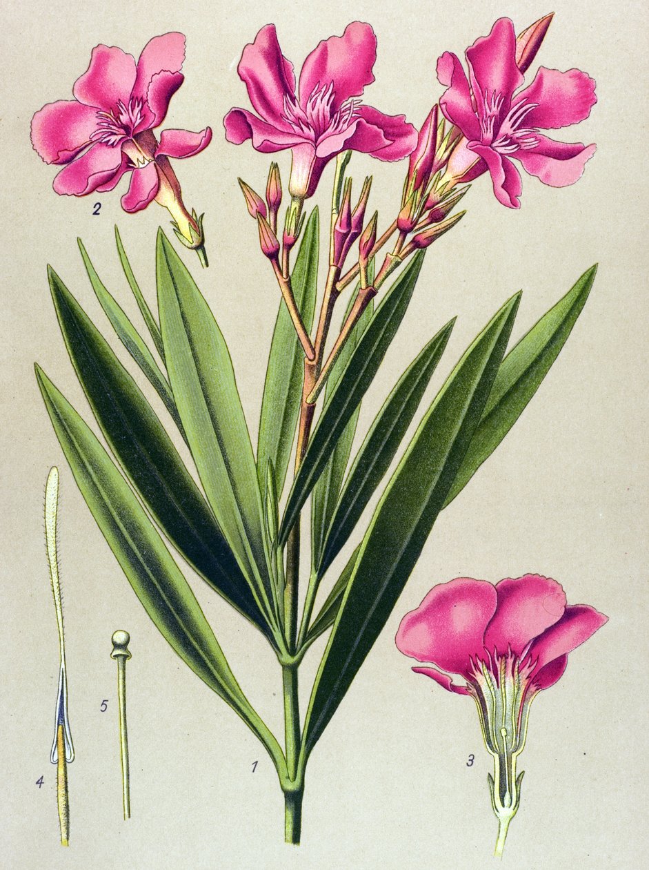 Botanische plaat, giftige en medicinale plant: roze oleander (Nerium oleander) door Unbekannter Künstler