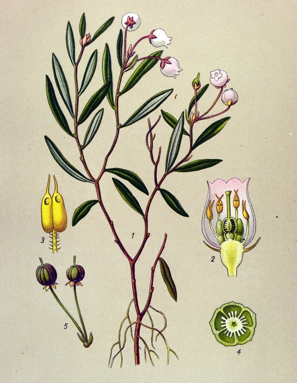 Botanische plaat, giftige plant: Andromeda polifolia door Unbekannter Künstler