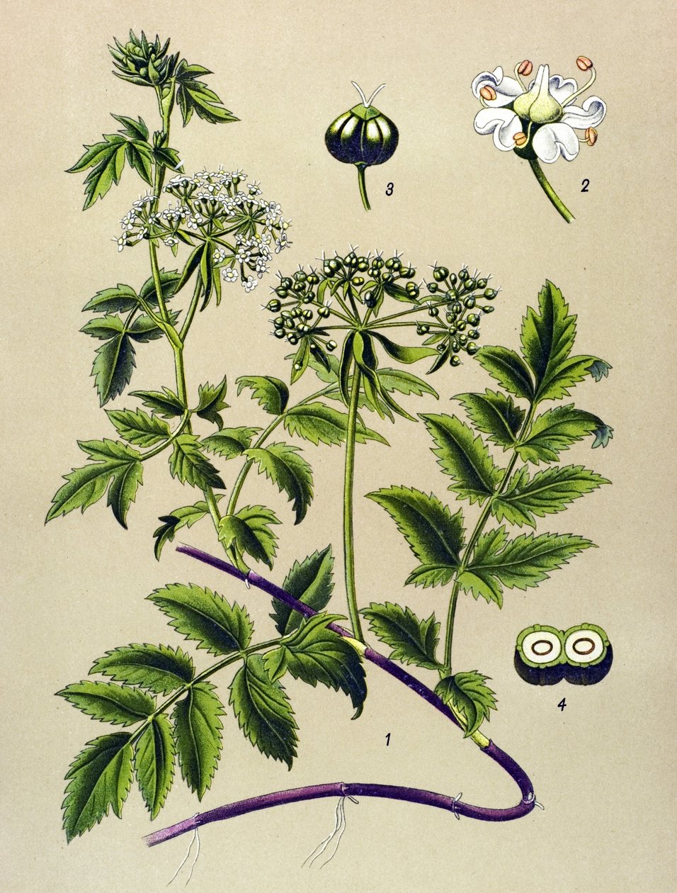 Botanische plaat, giftige plant: Berle (Berula angustifolia) door Unbekannter Künstler