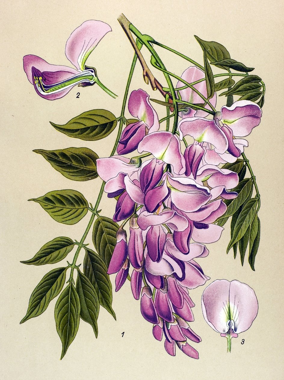 Botanische plaat, giftige plant: Chinese glycine (Wistaria chinensis) door Unbekannter Künstler