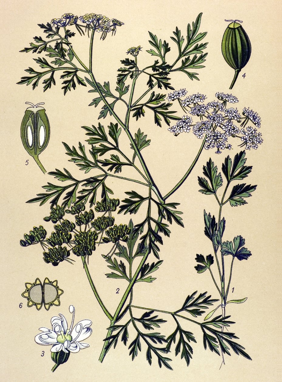 Botanische plaat, giftige plant: hondspeterselie of valse peterselie (Aethusa cynapium) door Unbekannter Künstler