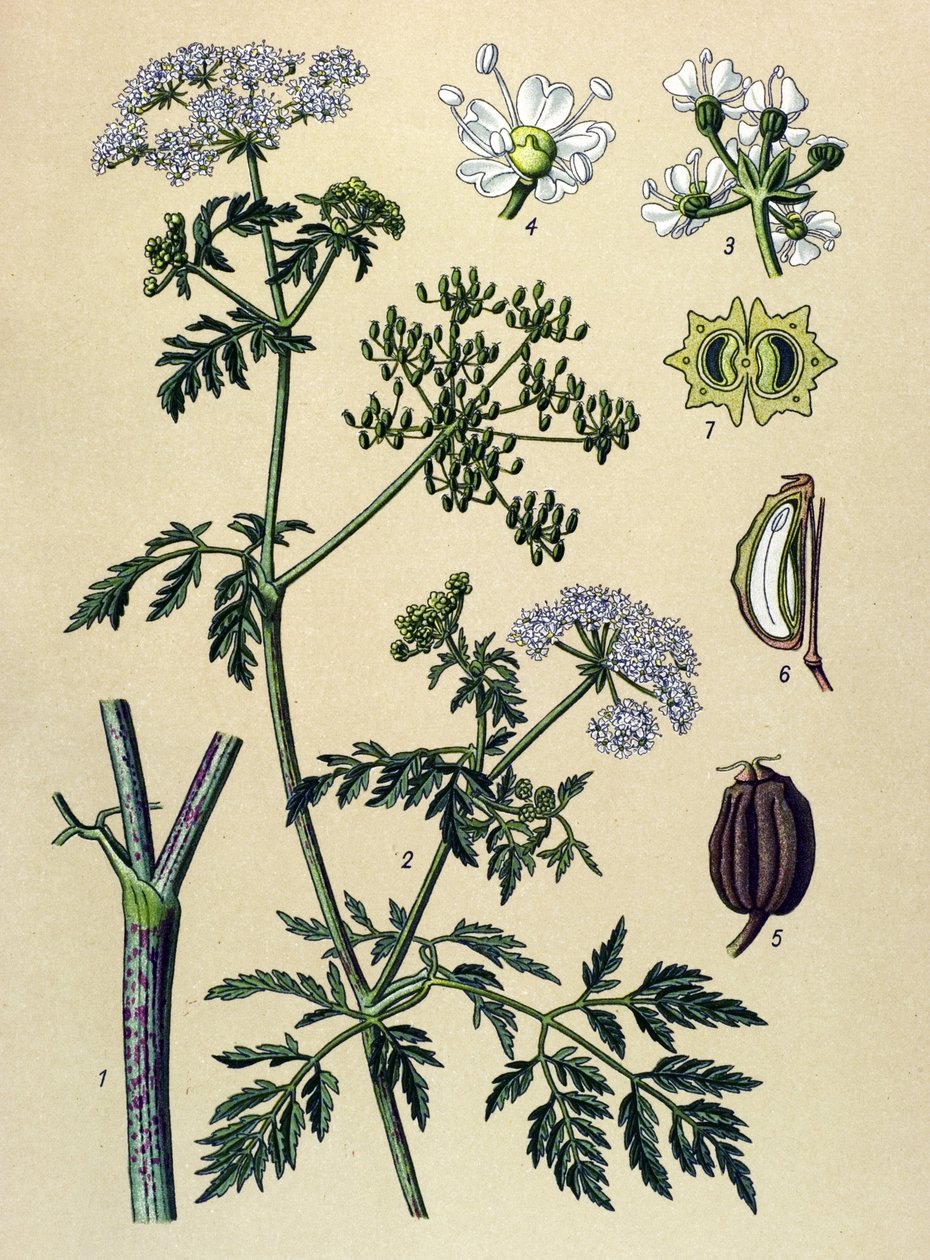 Botanische plaat, giftige plant: gevlekte scheerling (Conium maculatum) door Unbekannter Künstler