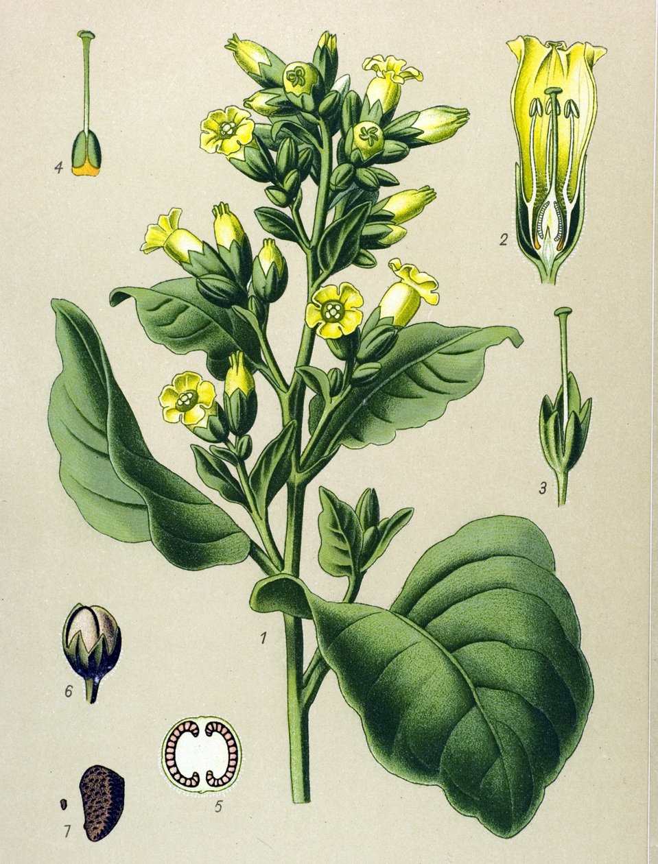 Botanische plaat, giftige plant: Mapacho witte tabak (Nicotiana rustica) door Unbekannter Künstler