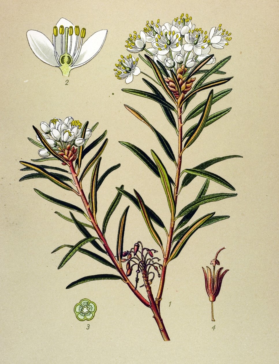 Botanische plaat, giftige plant: moeras Ledon (Ledum palustre) door Unbekannter Künstler