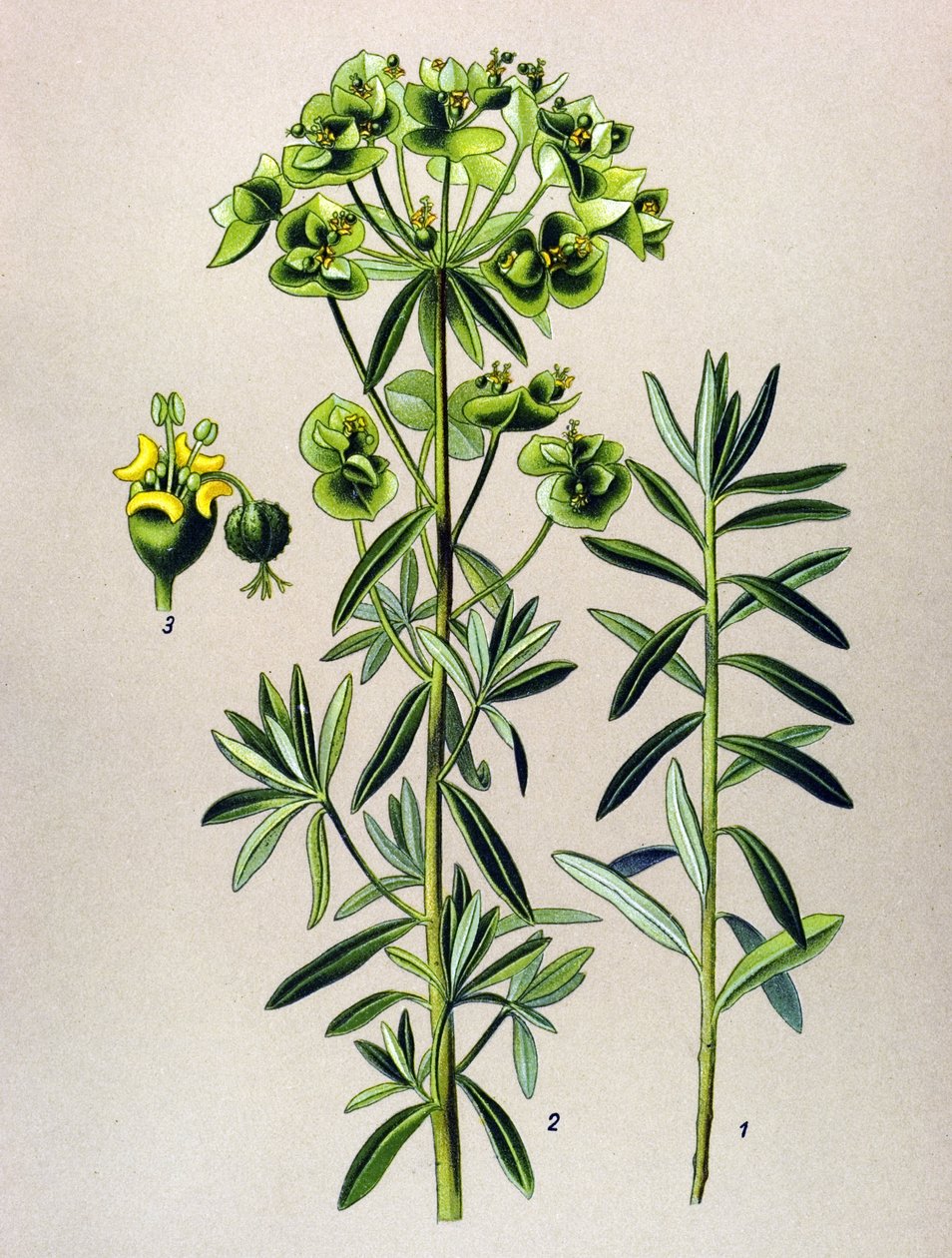 Botanische plaat, giftige plant: Euphorbia peplus door Unbekannter Künstler