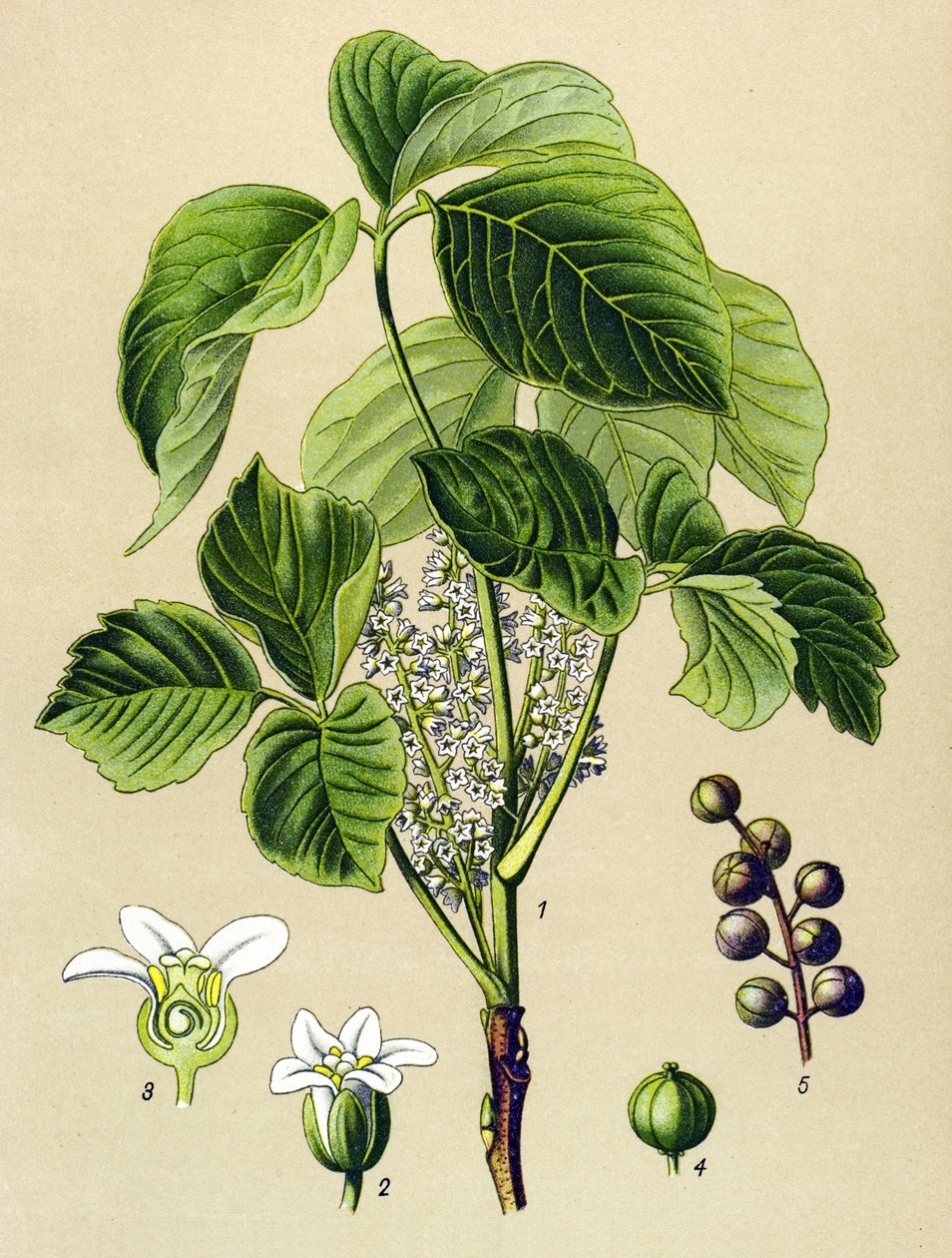 Botanisch bord, giftige plant: Klimop (Rhus toxicodendron) door Unbekannter Künstler