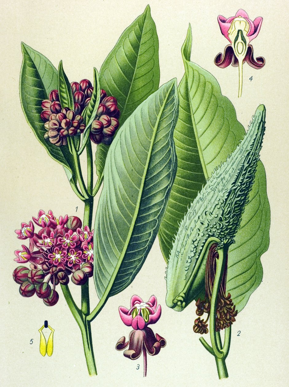Botanische plaat, giftige plant: papegaaigras (Asclepias Cornuti) door Unbekannter Künstler