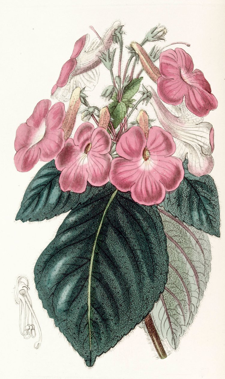 Botanische illustratie/Achimenes grandiflora/Achimene heeft grote bloemen door Unbekannt