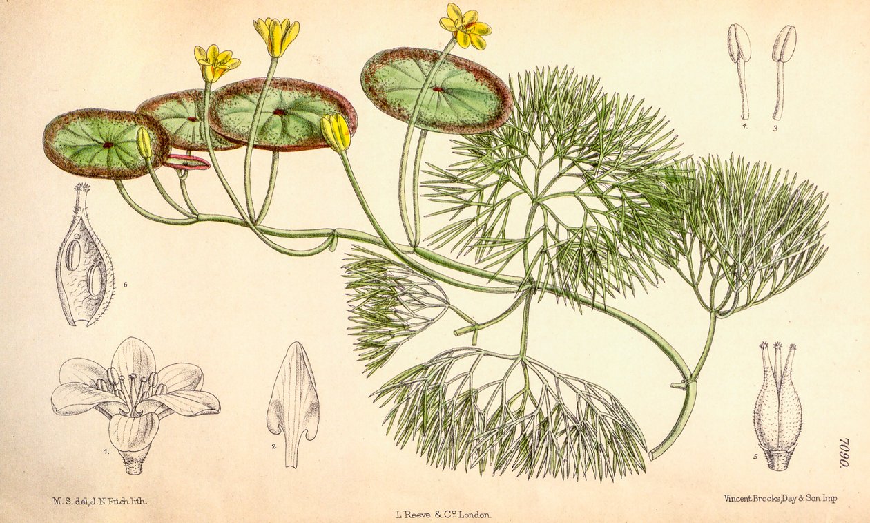 Botanische illustratie/Cabomba aquatica door Unbekannt
