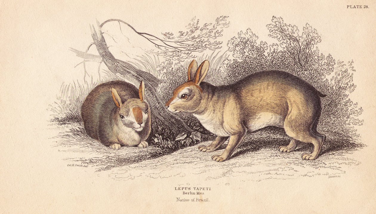 Braziliaans konijn. Uit specimens in het Berlijn Museum. Handgekleurde staalgravure door Lizars naar een illustratie van Charles Hamilton Smith uit William Jardine