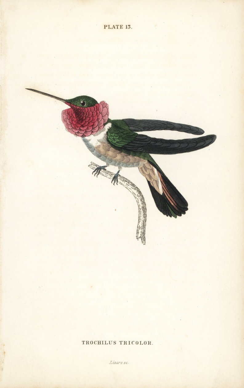 Breedstaartkolibrie, Selasphorus platycercus (Driekleurige kolibrie, Trochilus tricolor) - William Jardine