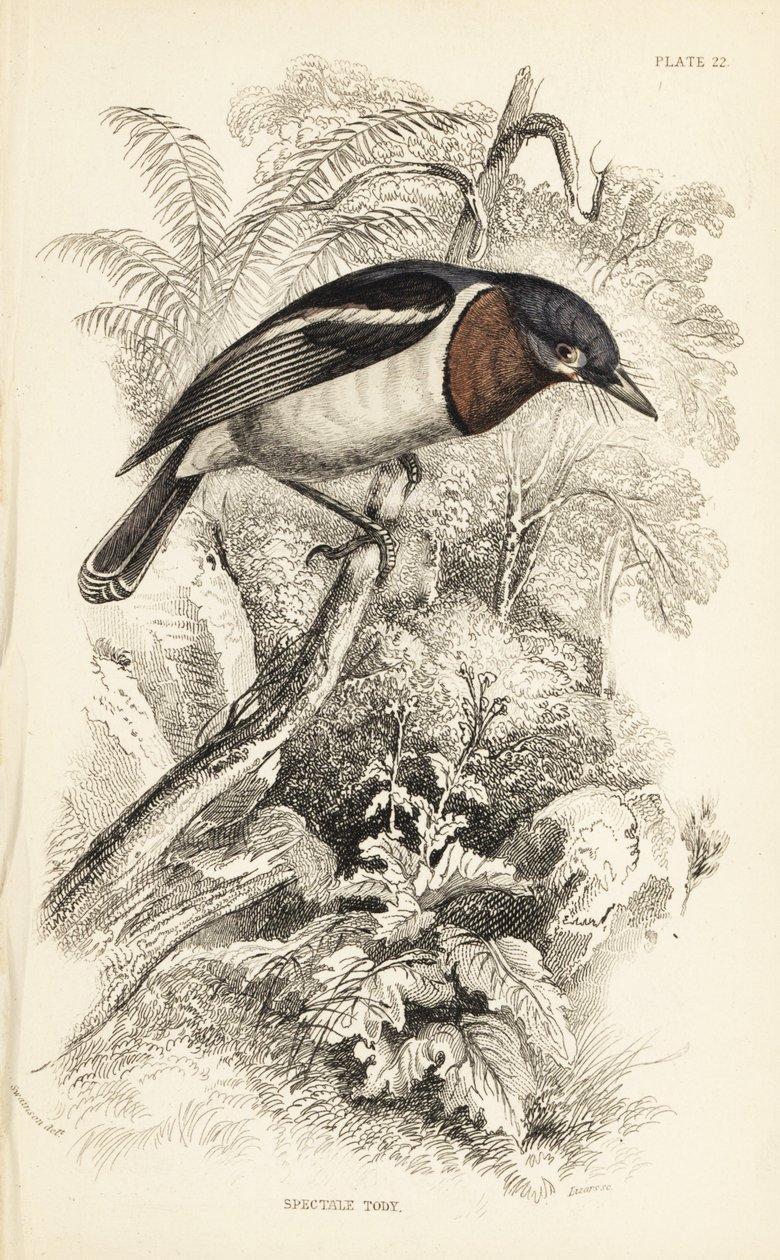 Bruin-keel watt-oog. Handgekleurde staalgravure door William Lizars naar een illustratie van William Swainson uit Sir William Jardine
